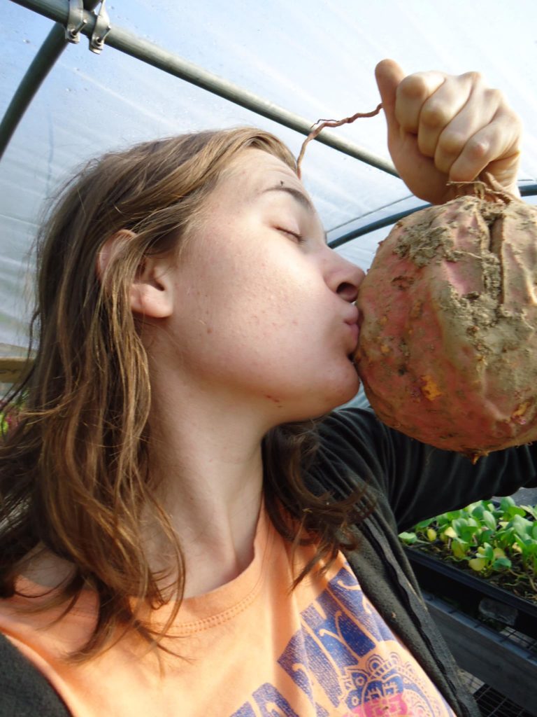 sweet potato kisses